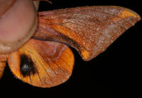 Paonias astylus