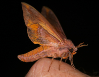 Paonias astylus