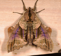 Paonias excaecata