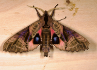 Paonias excaecata