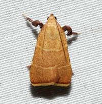 Parachma ochracealis