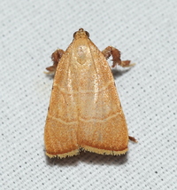 Parachma ochracealis