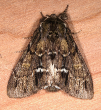 Paraeschra georgica