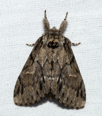 Paraeschra georgica