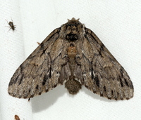 Paraeschra georgica