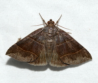 Parallelia bistriaris