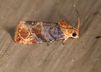Paralobesia liriodendrana