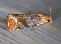 Paralobesia liriodendrana