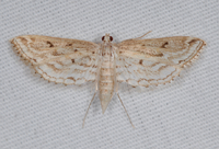 Parapoynx allionealis