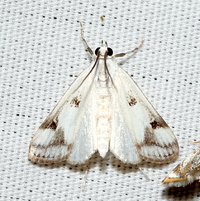 Parapoynx maculalis