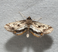 Parapoynx obscuralis