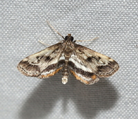 Parapoynx obscuralis