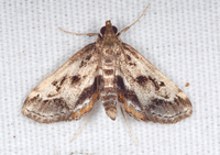 Parapoynx obscuralis