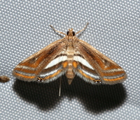 Parapoynx seminealis