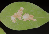 Parectopa robiniella