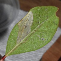 Parornix unidentified species