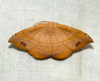 Patalene olyzonaria