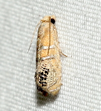 Pelochrista fraudabilis