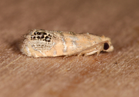 Pelochrista fraudabilis