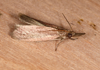 Peoria insularis