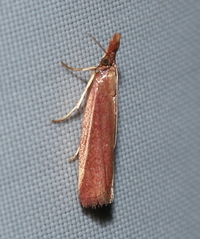 Peoria roseotinctella