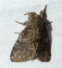 Peridea angulosa