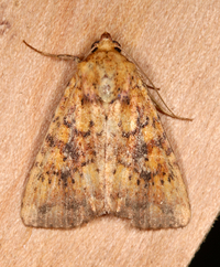 Perigea xanthioides