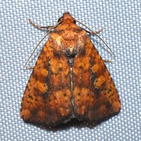 Perigea xanthioides