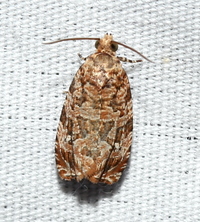 Phaecasiophora niveiguttana