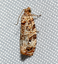 Phaecasiophora niveiguttana