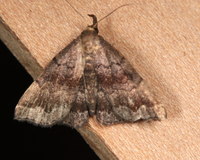 Phalaenostola larentioides