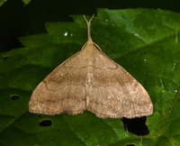 Phalaenostola metonalis