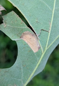 Phyllonorycter New Species one