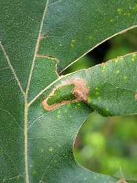 Phyllonorycter New Species one