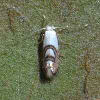 Phyllonorycter New Species one