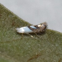 Phyllonorycter New Species one