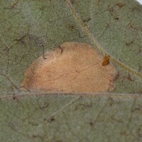 Phyllonorycter New Species one