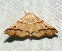 Plagodis alcoolaria