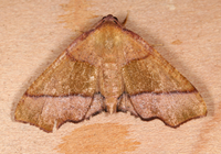 Plagodis phlogosaria