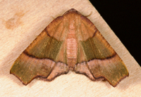 Plagodis phlogosaria