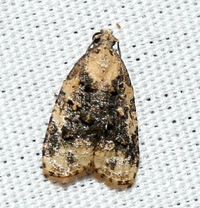 Platynota exasperatana