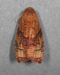 Platynota flavedana