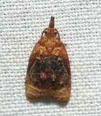 Platynota flavedana