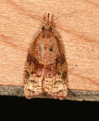 Platynota flavedana
