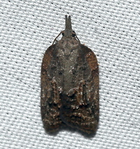 Platynota idaeusalis