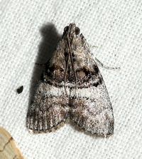 Pococera asperatella