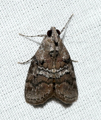 Pococera asperatella