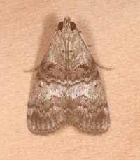 Pococera asperatella