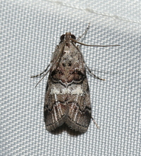 Pococera asperatella