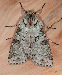 Polia nimbosa